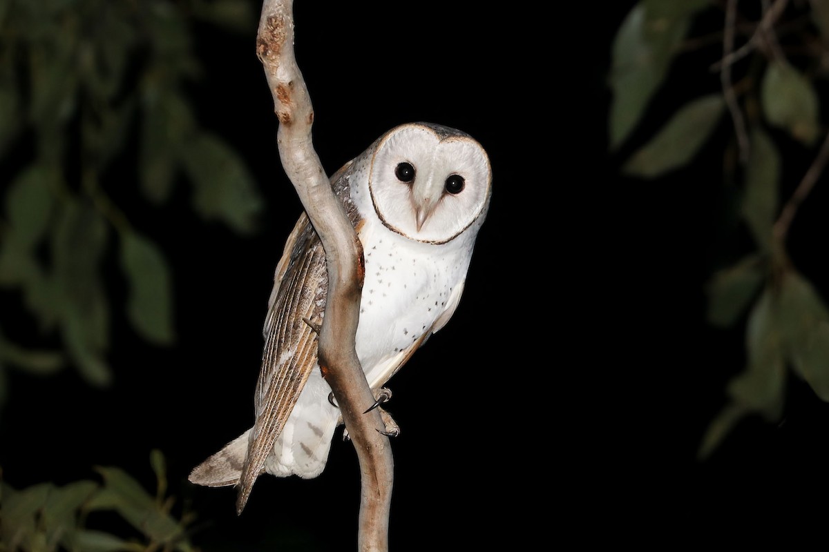 Barn Owl - Ged Tranter