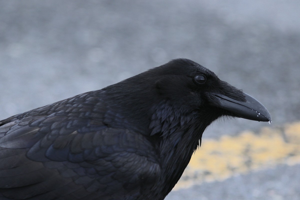 Common Raven - ML112749501
