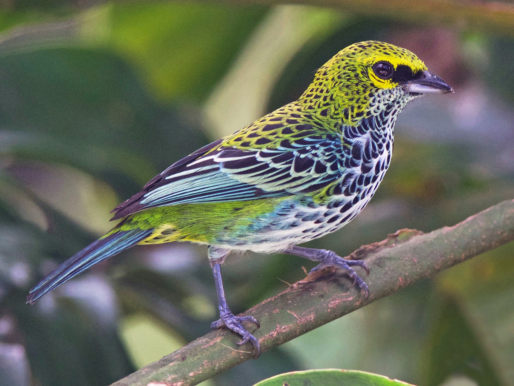 Speckled Tanager - eBird