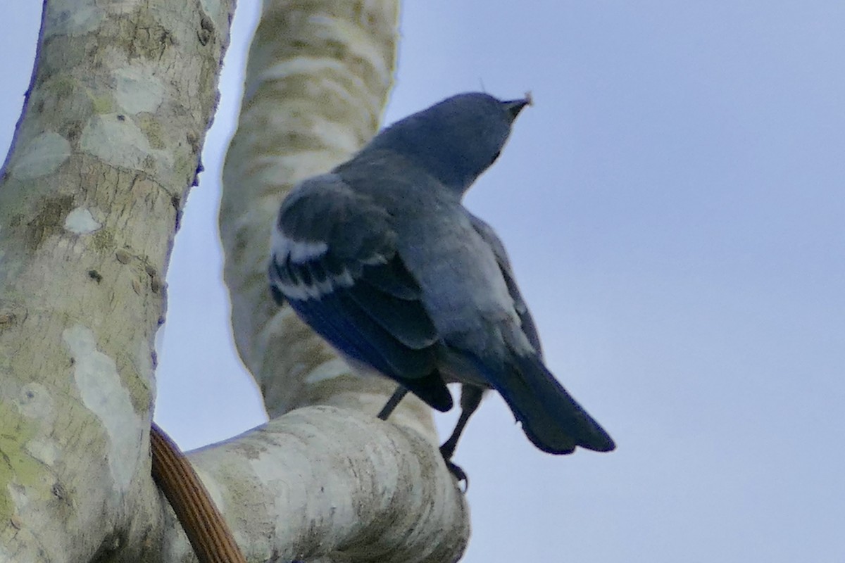 Blue-gray Tanager - ML112751121