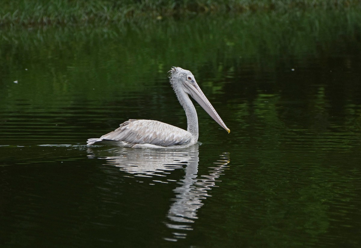 Spot-billed Pelican - Rajesh Radhakrishnan