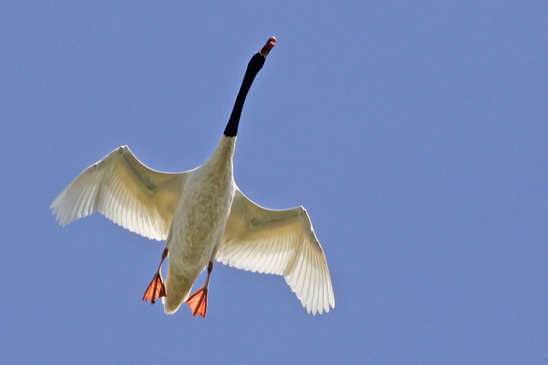 Black-necked Swan - J. Simón Tagtachian