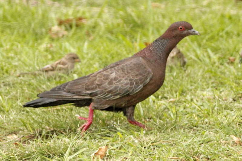 Picazuro Pigeon - J. Simón Tagtachian