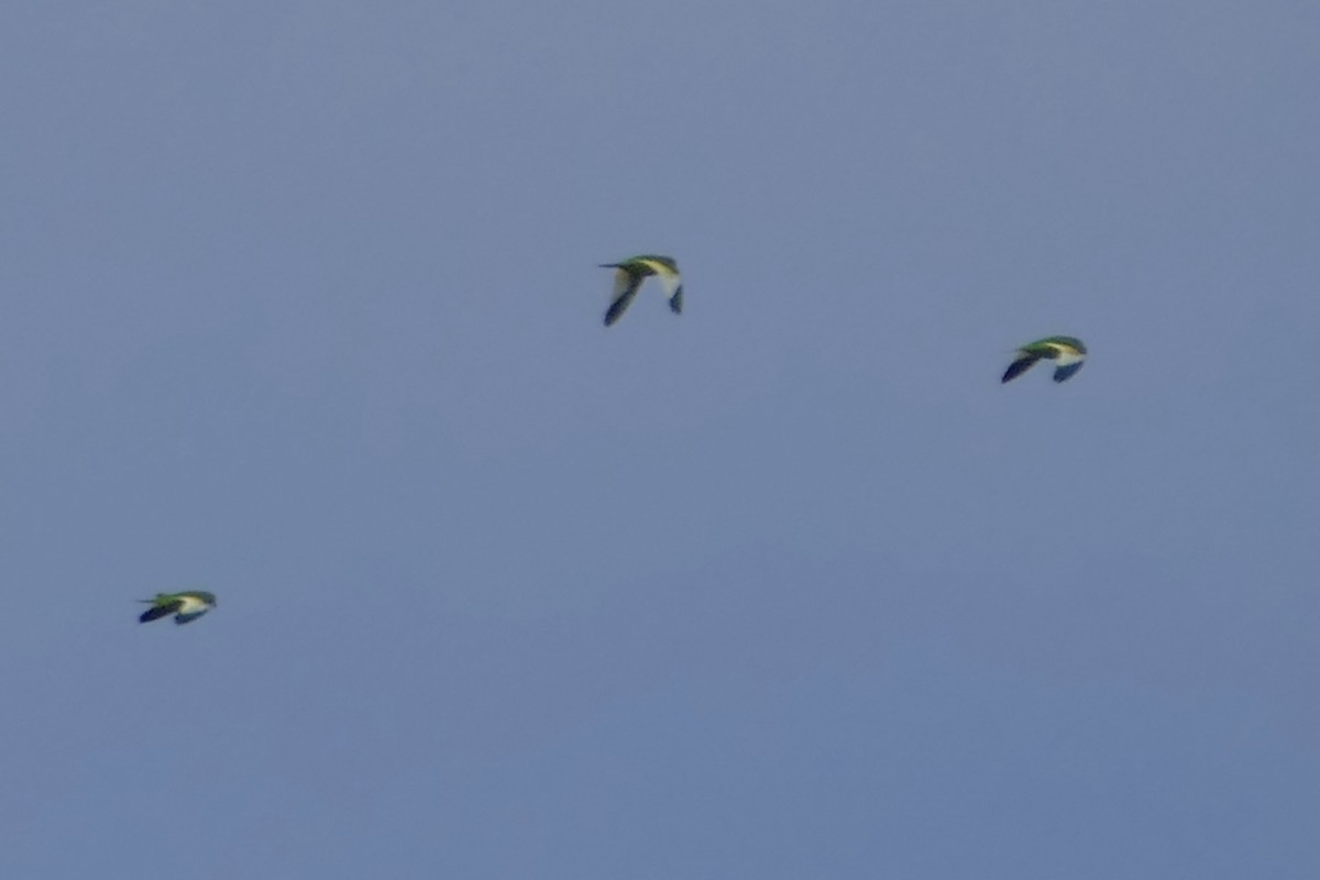 White-winged Parakeet - ML112756091