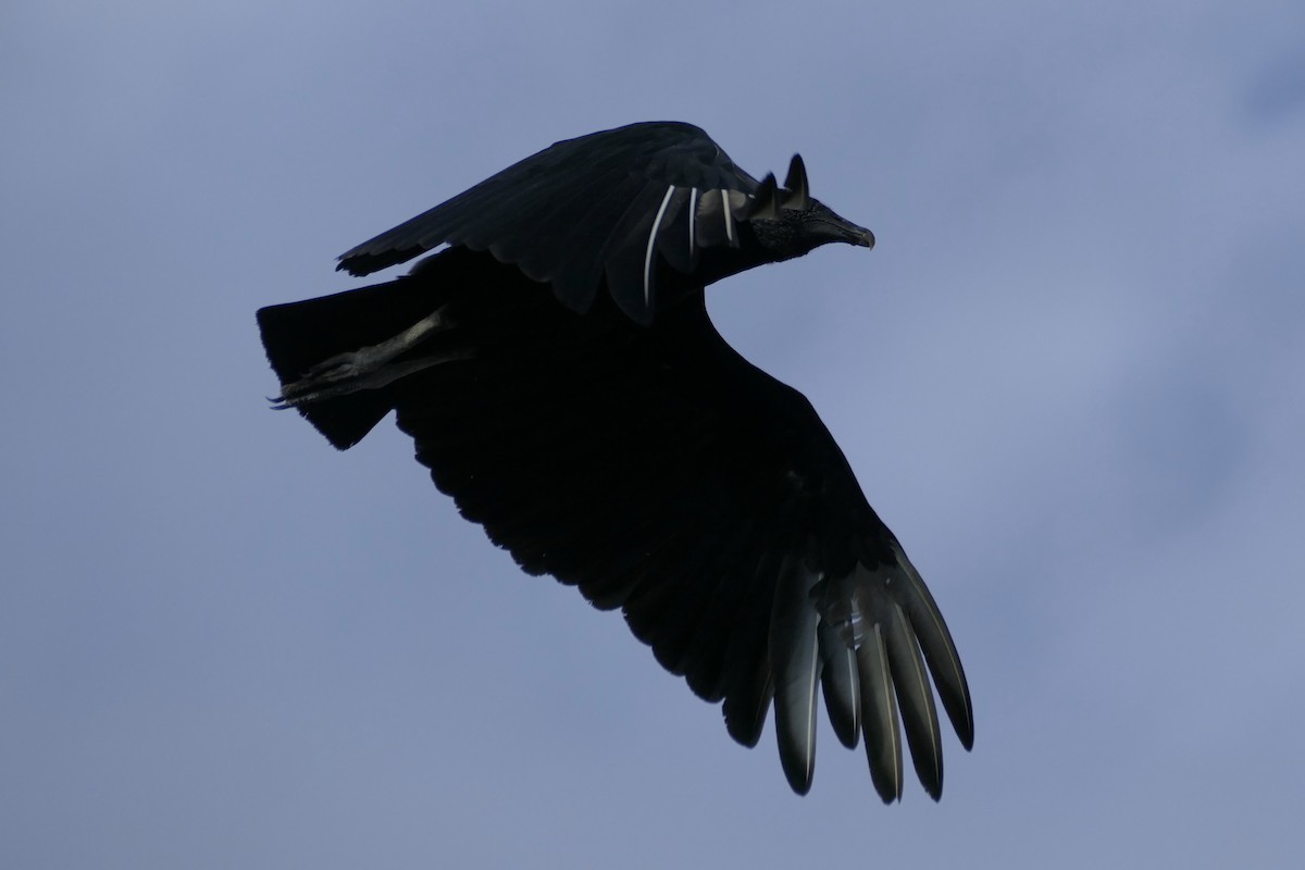 Black Vulture - ML112756261