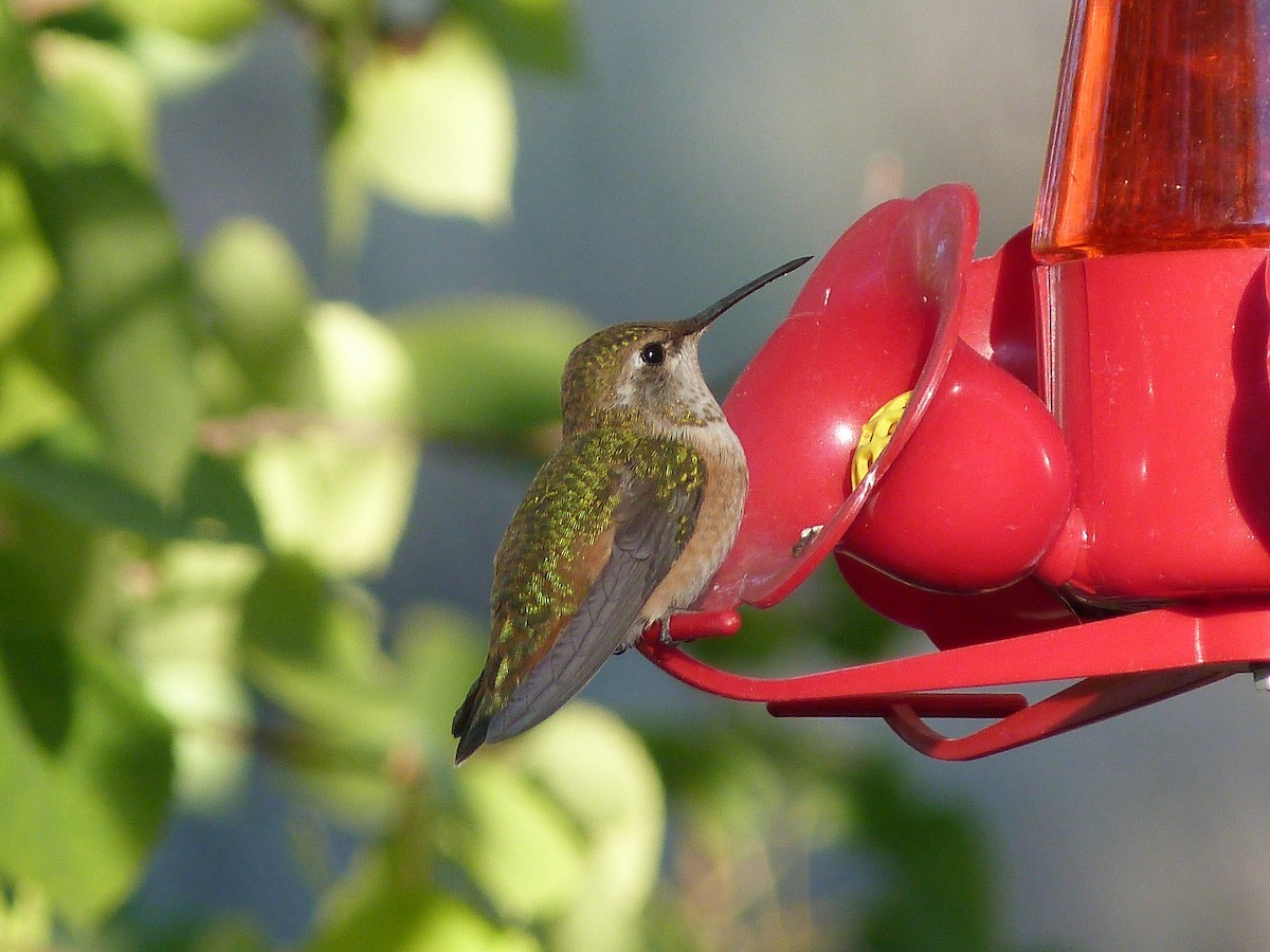 Rufous Hummingbird - ML112757431
