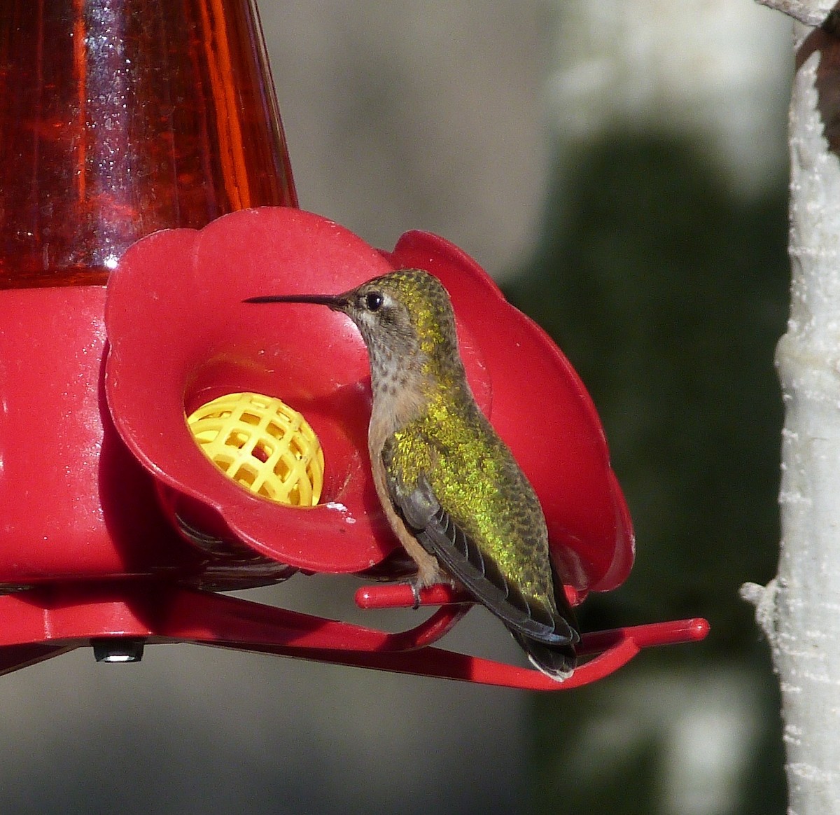 Rufous Hummingbird - ML112757491