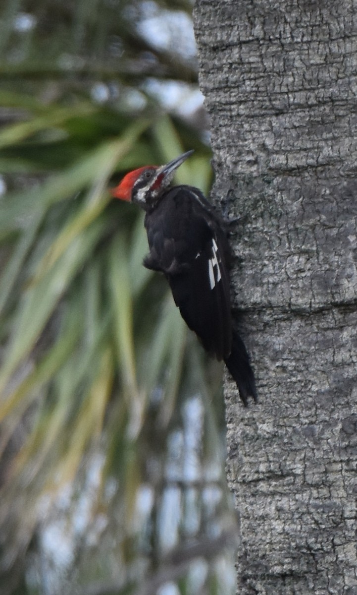 Pileated Woodpecker - Kristina Fisher