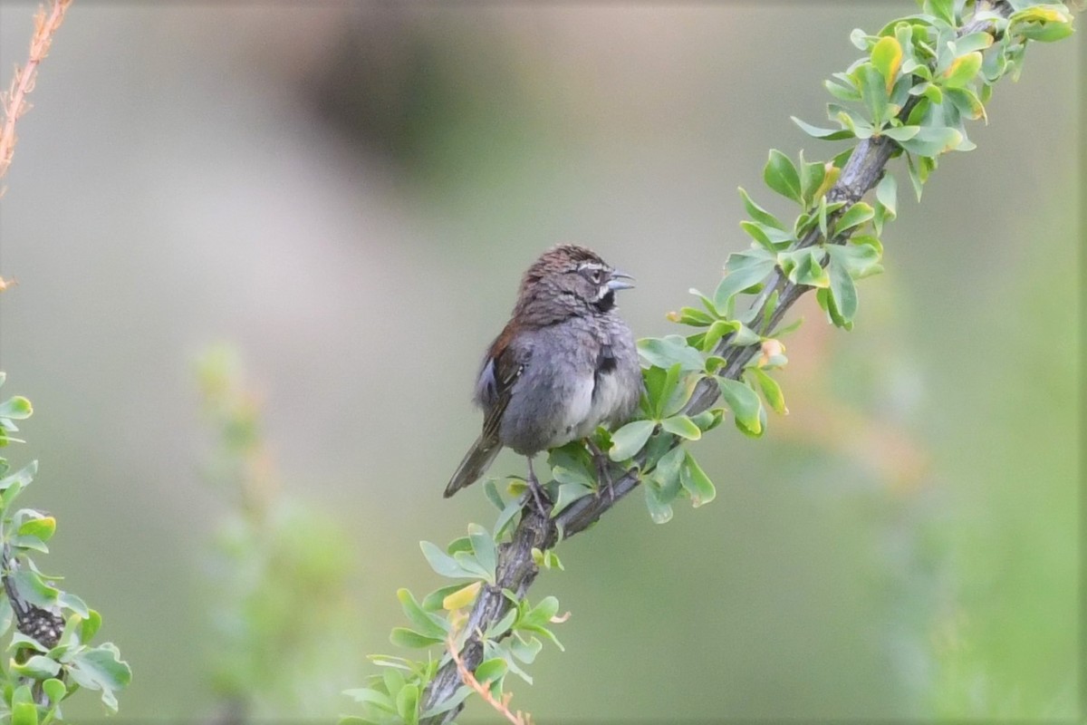 Five-striped Sparrow - Liz Harper