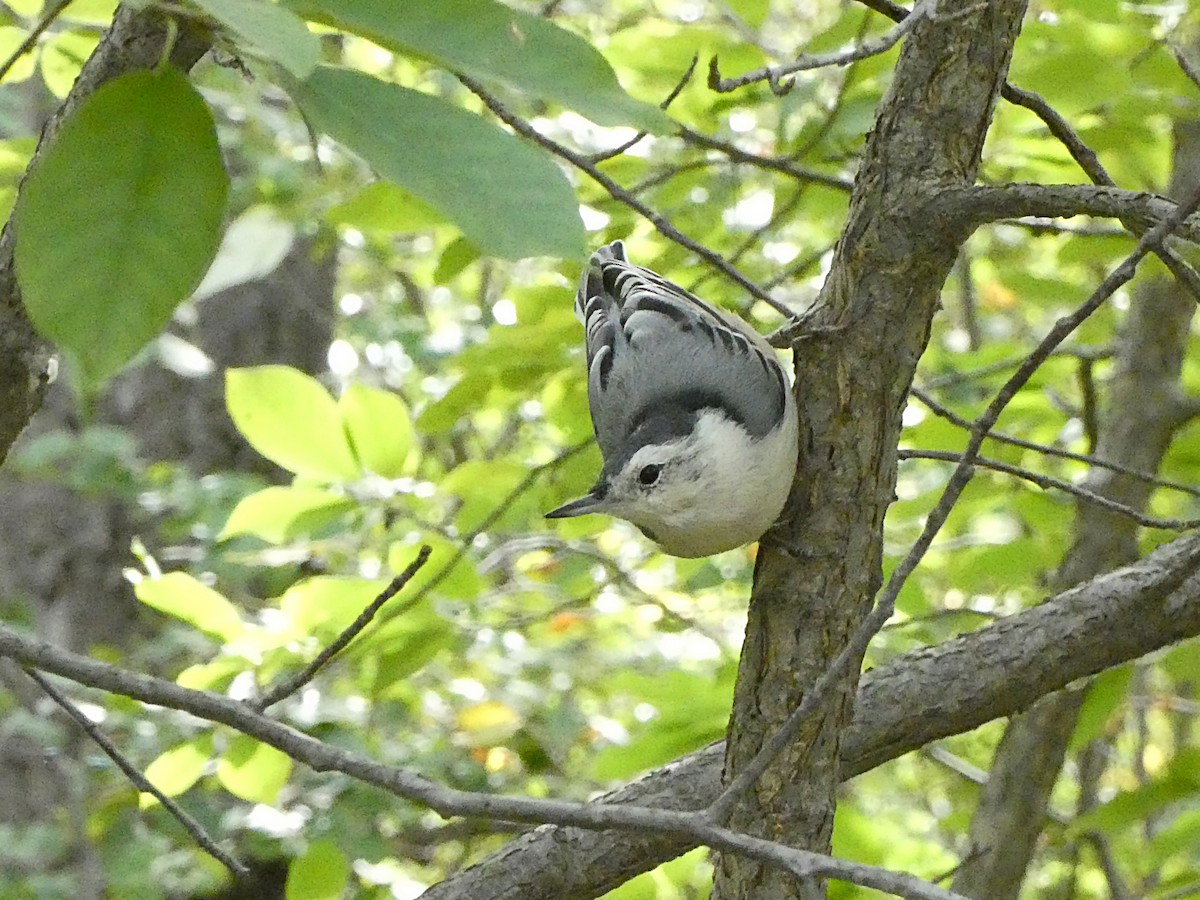 White-breasted Nuthatch - Randall M