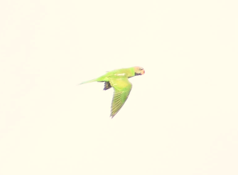 Red-breasted Parakeet - Geraldine  Lee