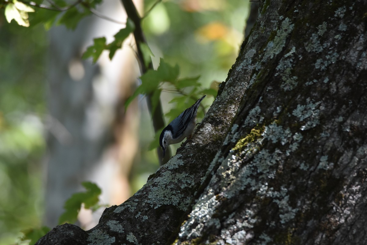 White-breasted Nuthatch (Eastern) - Lisa Tucci
