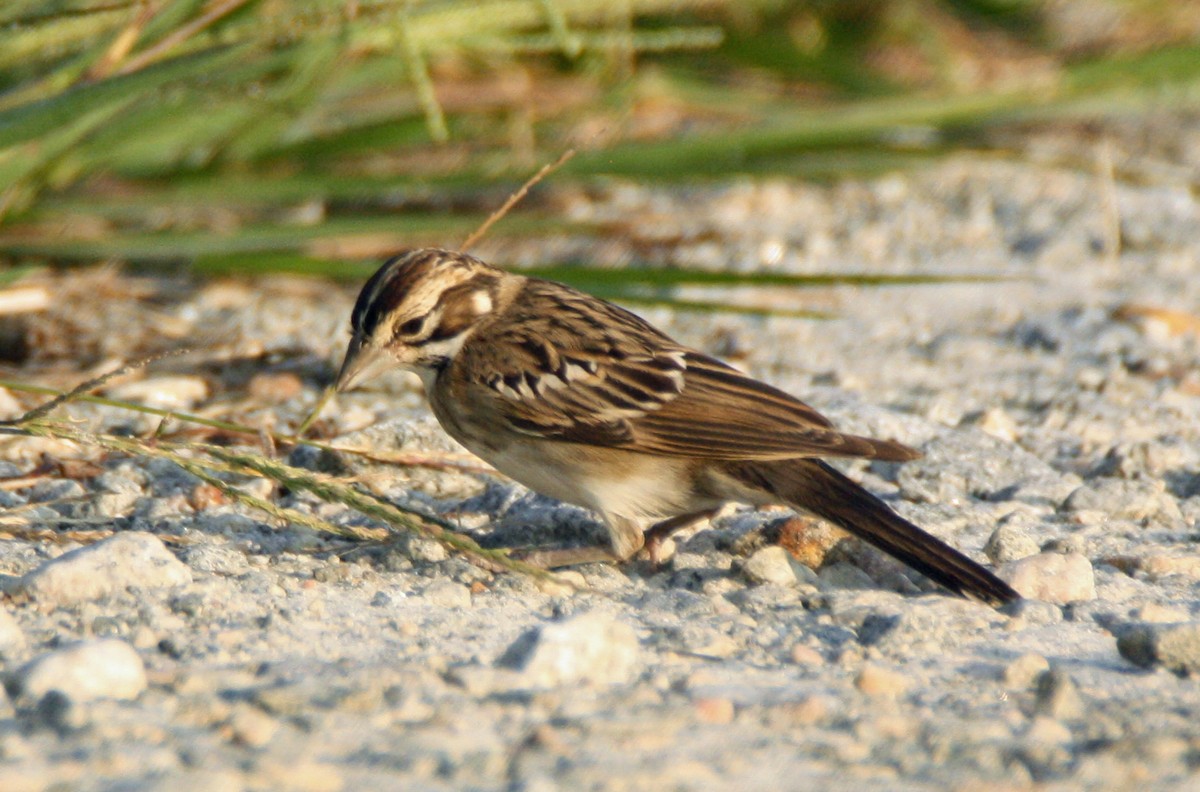 Lark Sparrow - Gerald Teig