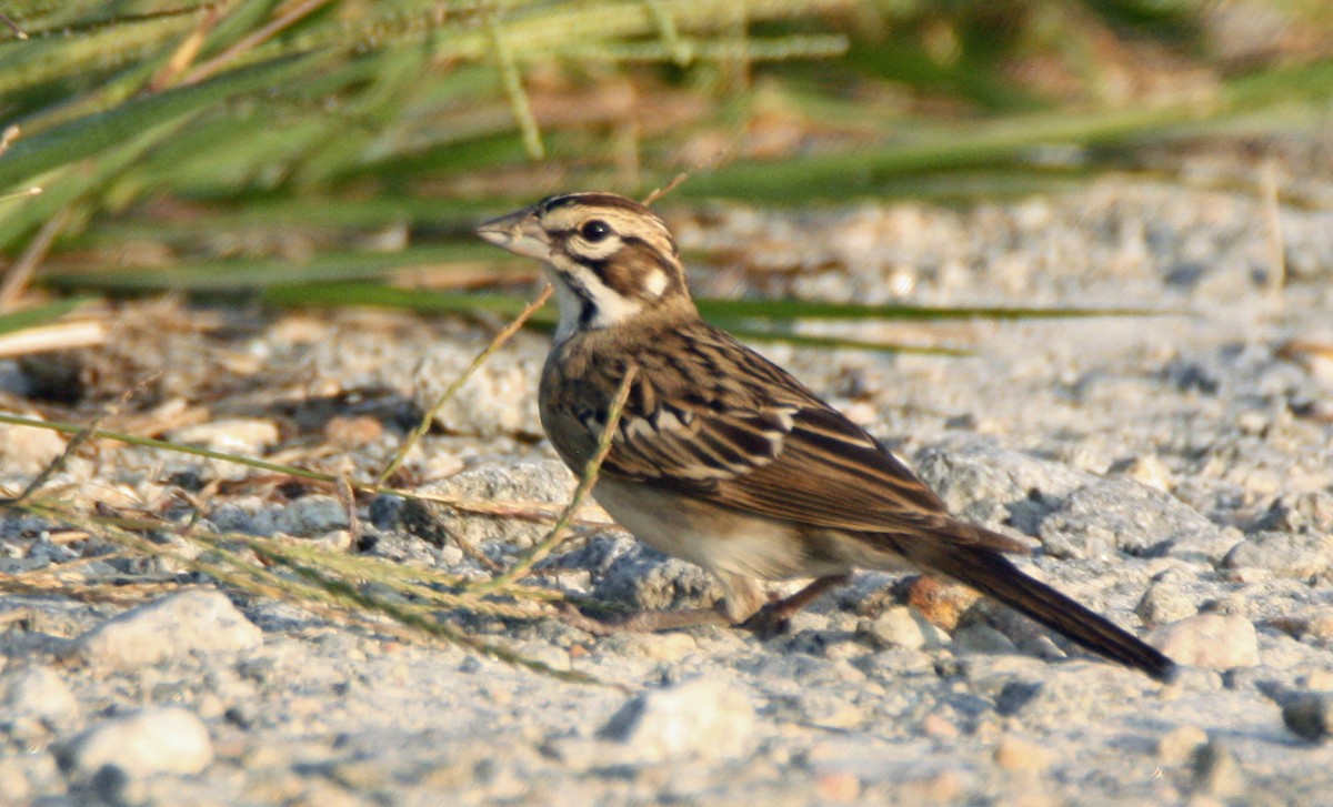 Lark Sparrow - Gerald Teig