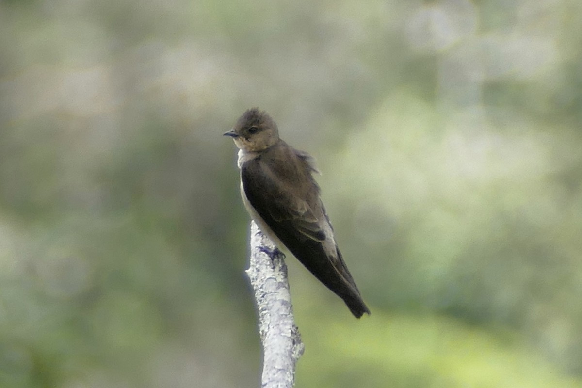 Southern Rough-winged Swallow - ML112772291