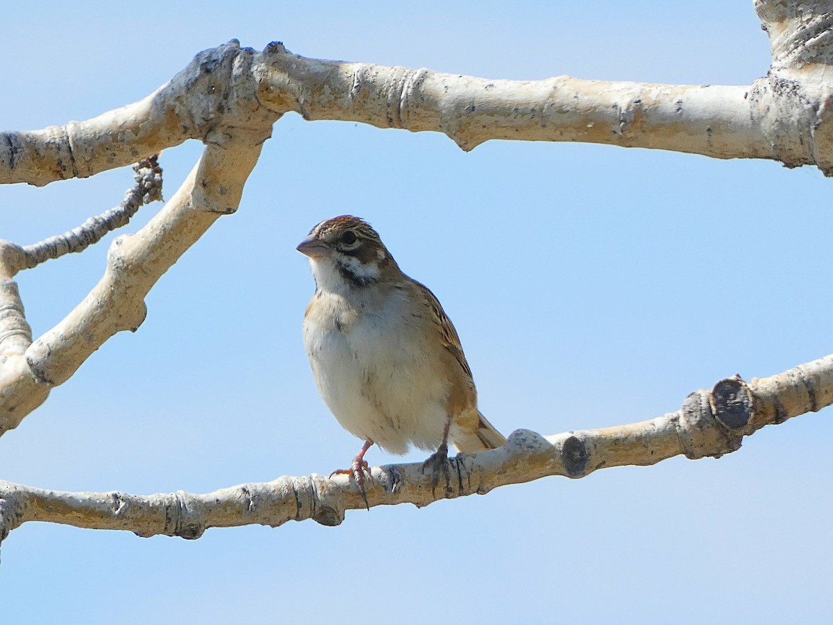 Lark Sparrow - Randall M