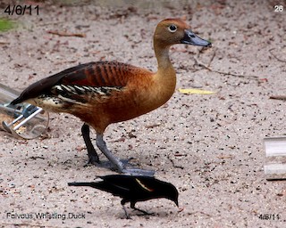 Fulvous Whistling-Duck, ML112773551