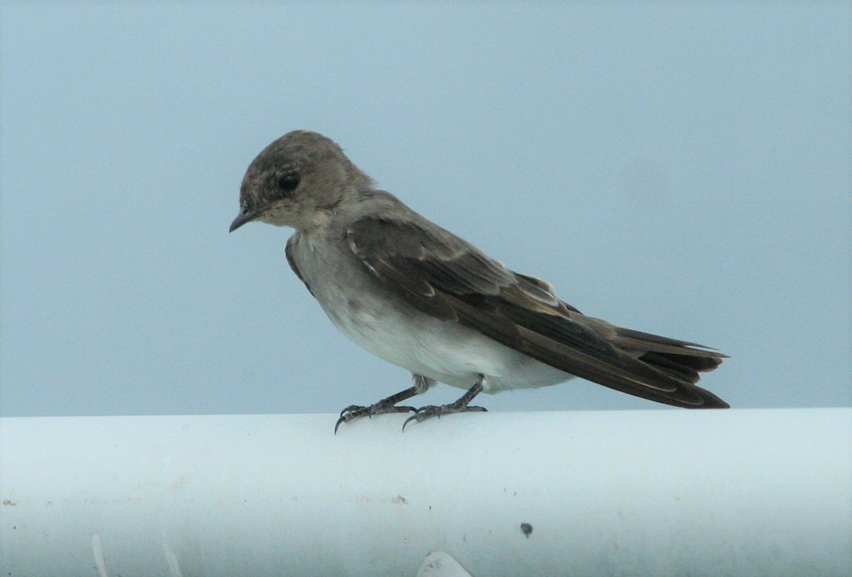 Northern Rough-winged Swallow - Devin Moon
