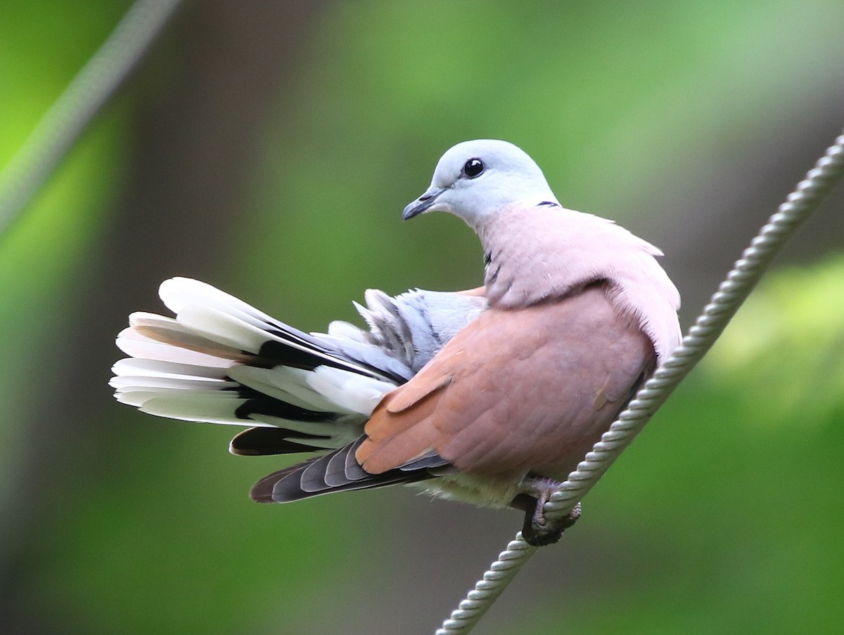 Red Collared-Dove - ML112780291