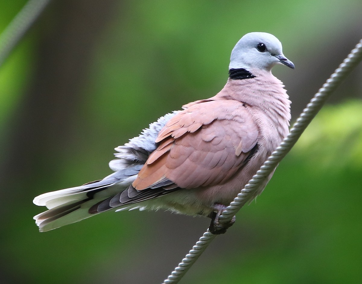 Red Collared-Dove - ML112780311