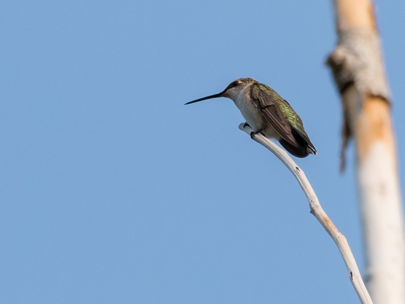 Black-chinned Hummingbird - ML112781861