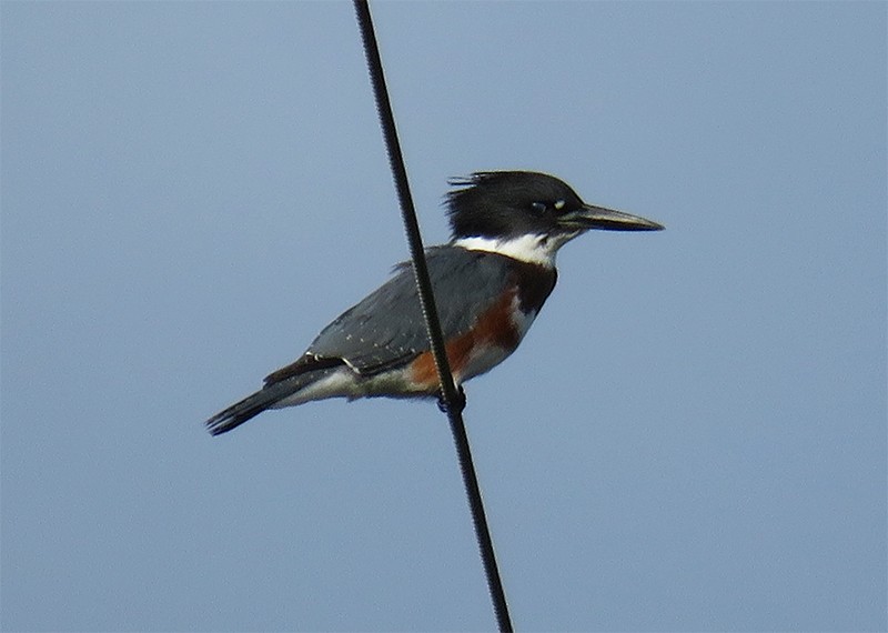 Belted Kingfisher - ML112783211