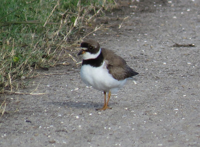 Semipalmated Plover - ML112783331