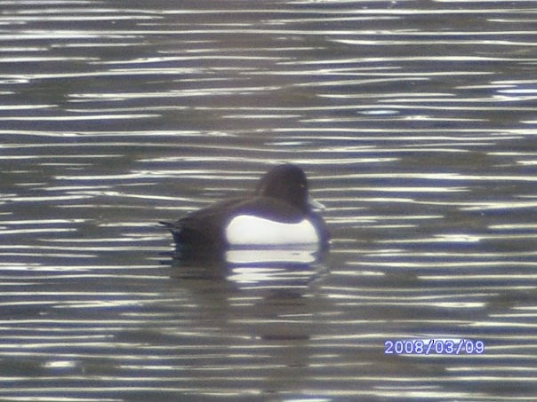 Tufted Duck - ML112785131