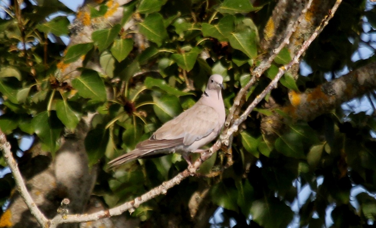 Eurasian Collared-Dove - Nels Nelson