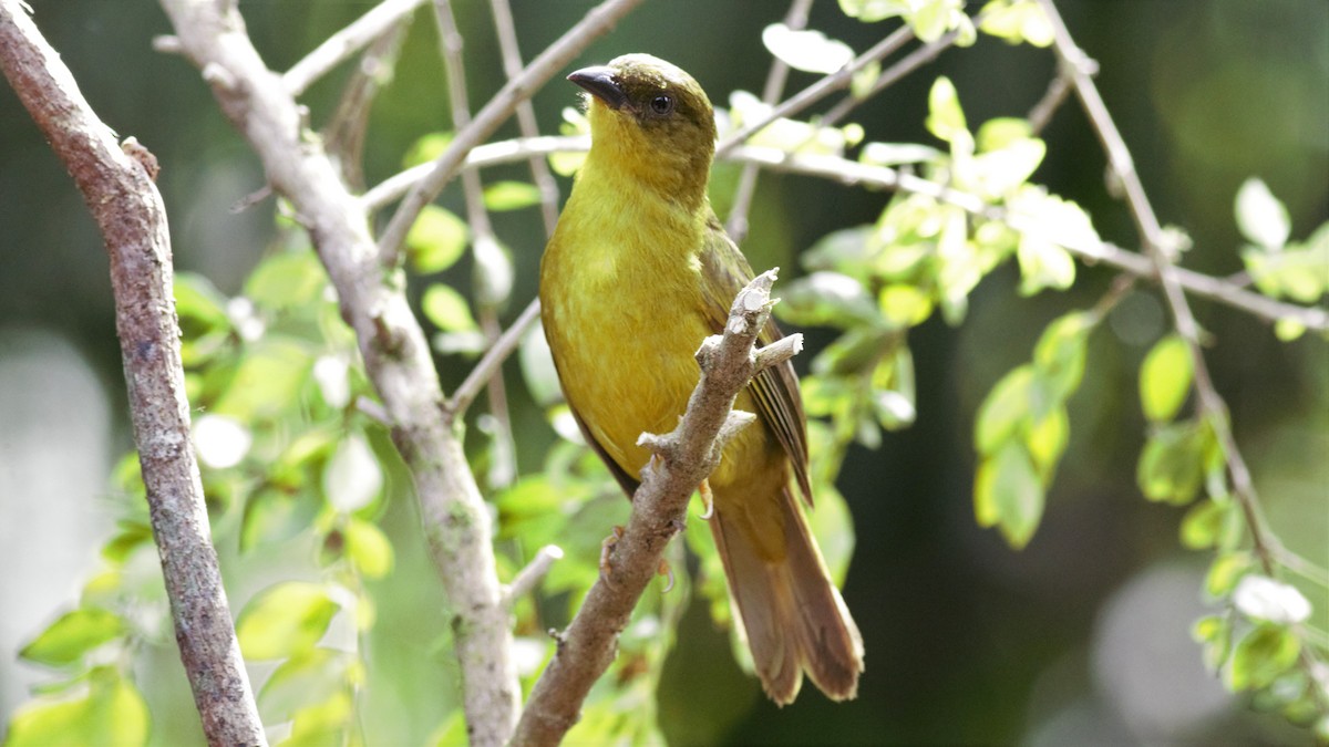 Olive-green Tanager - ML112786781