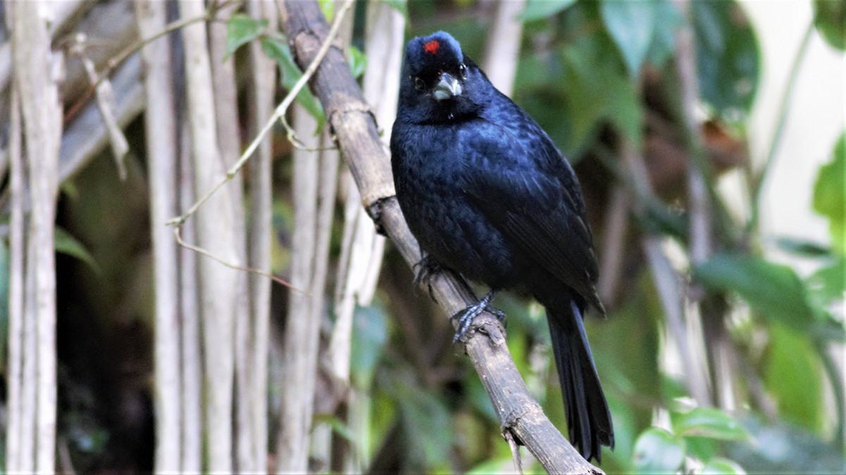 Ruby-crowned Tanager - ML112790261