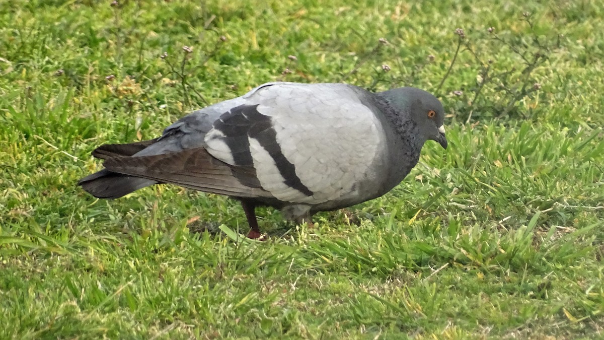 Rock Pigeon (Feral Pigeon) - ADRIAN GRILLI