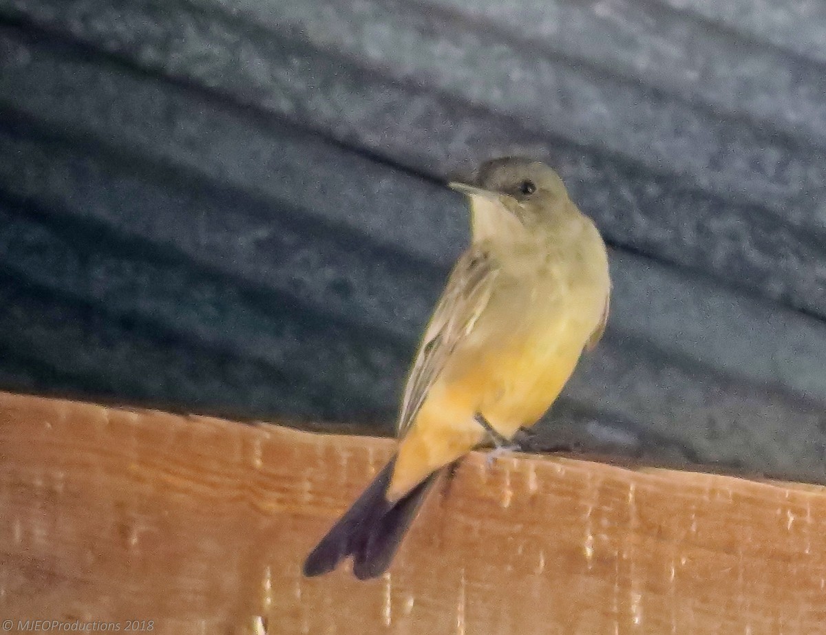 Say's Phoebe - Marianne Ofenloch
