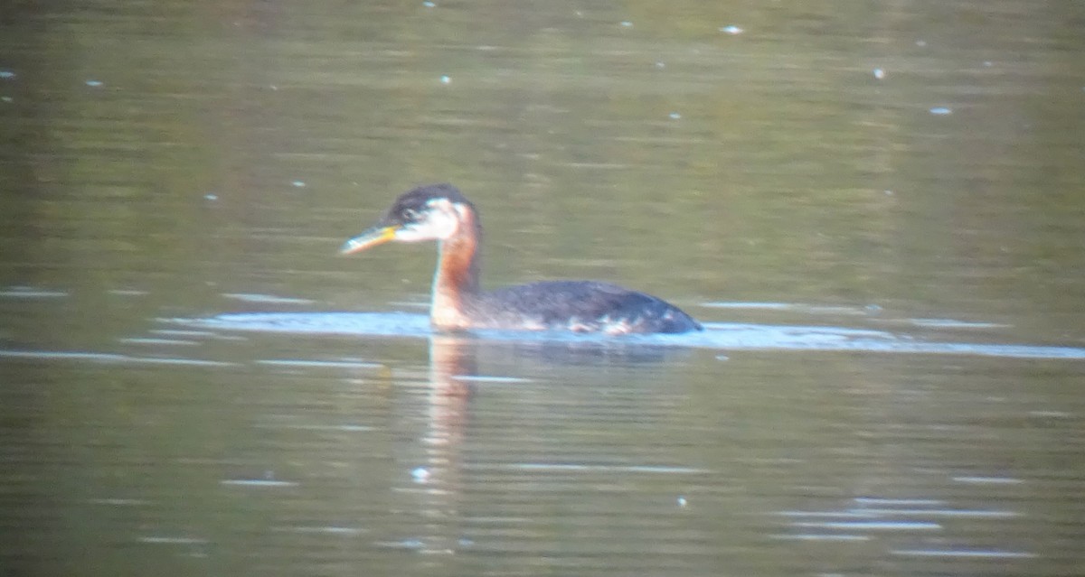 Red-necked Grebe - ML112794381