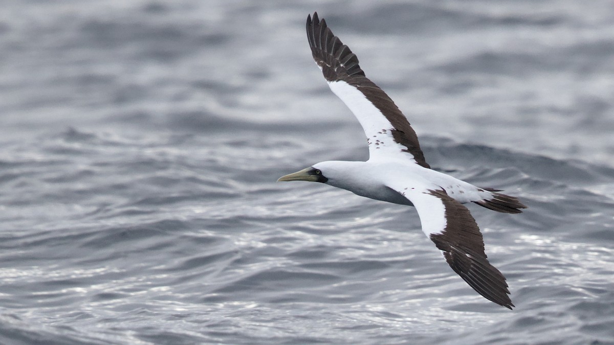 Masked Booby - ML112796781