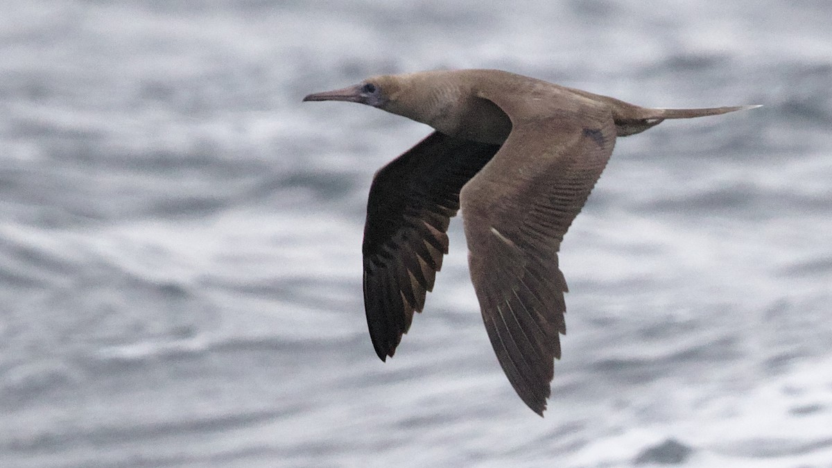 Red-footed Booby - ML112796811