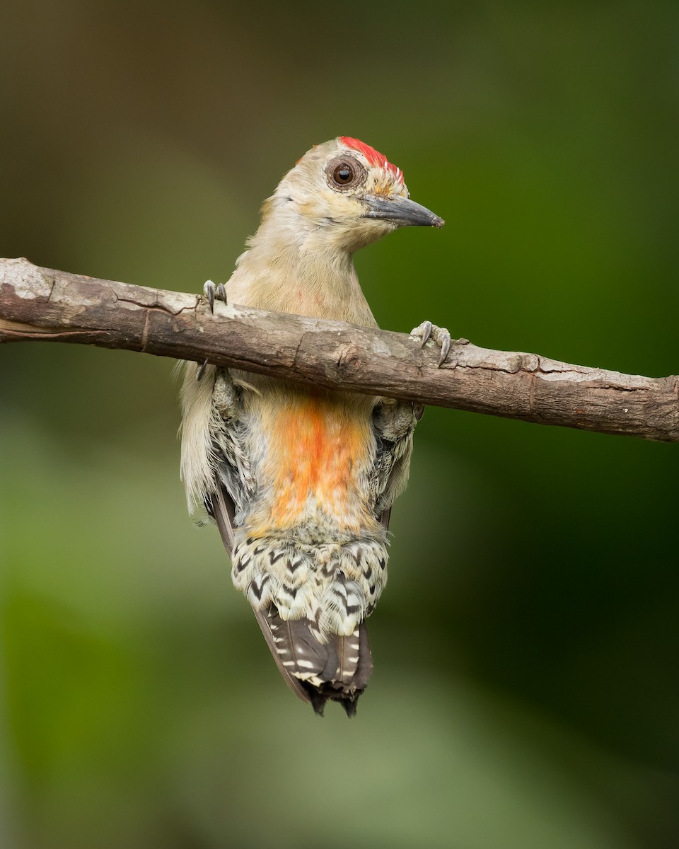 Red-crowned Woodpecker - ML112799801