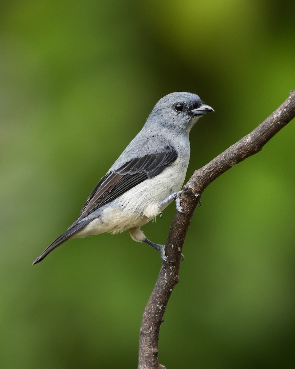 Plain-colored Tanager - Dorian Anderson
