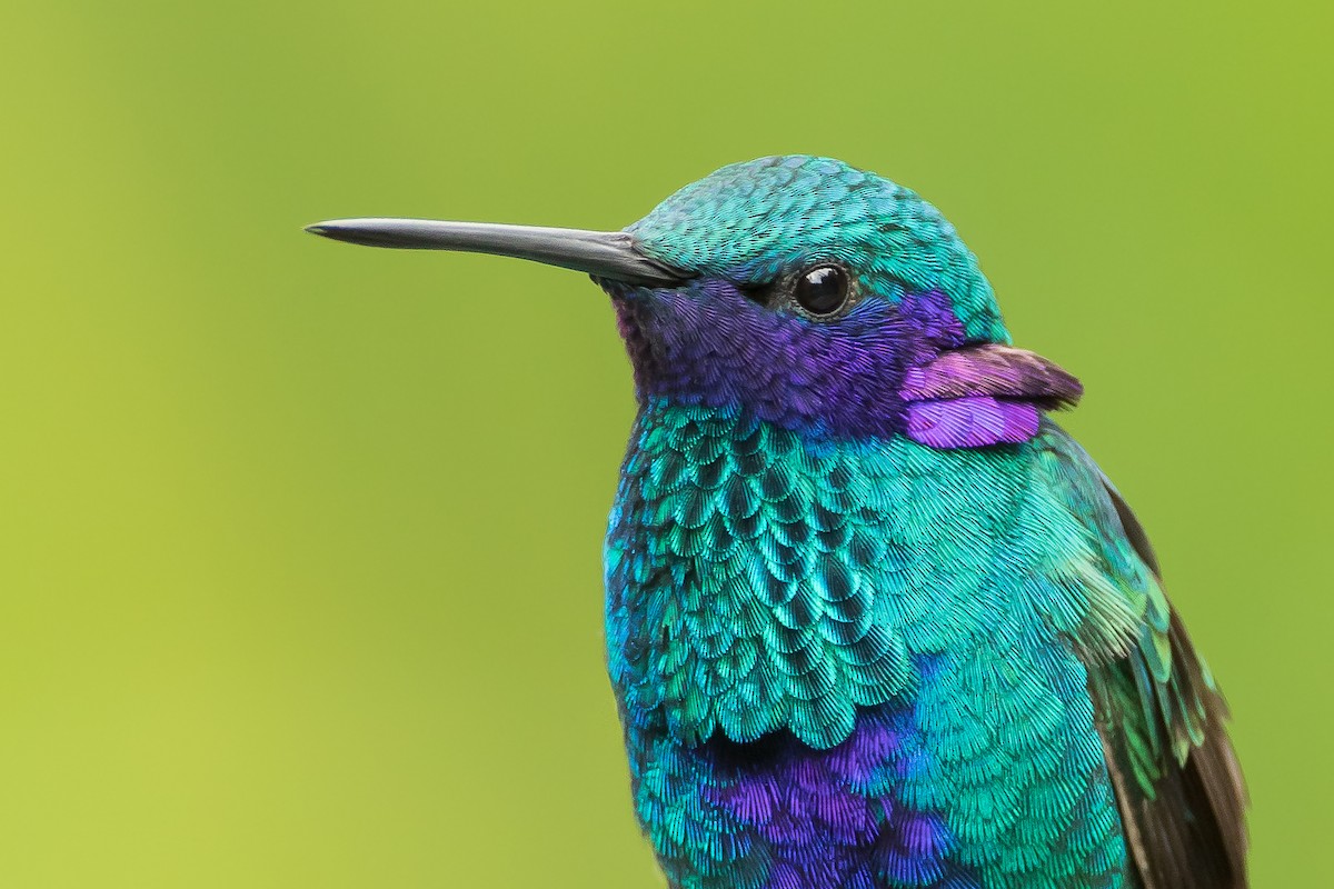 kolibřík modrolící - ML112800521