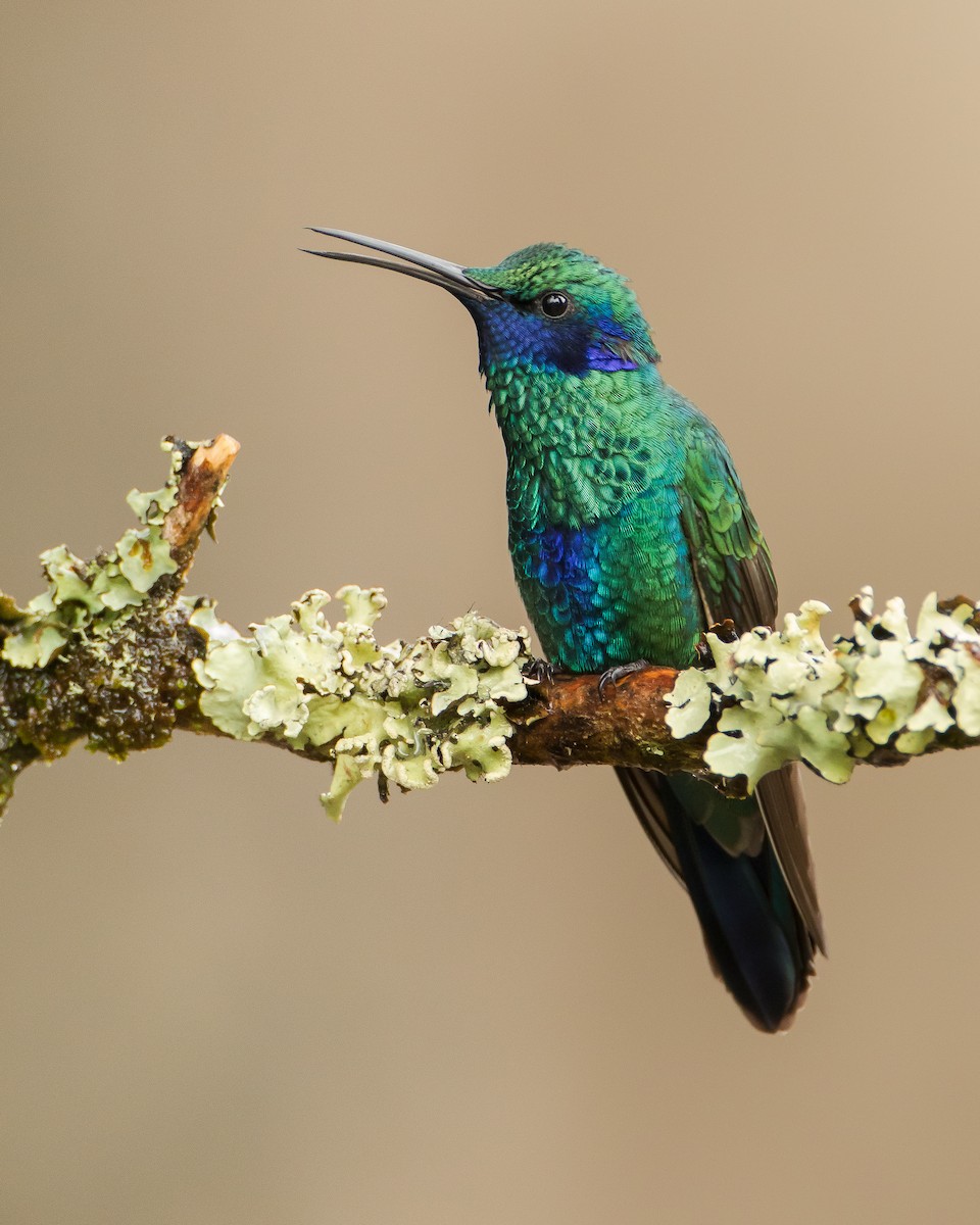 kolibřík modrolící - ML112800591