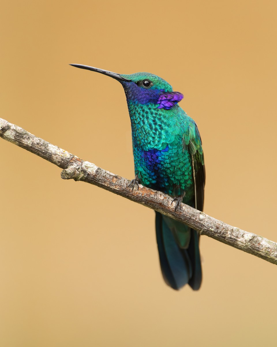 kolibřík modrolící - ML112800621