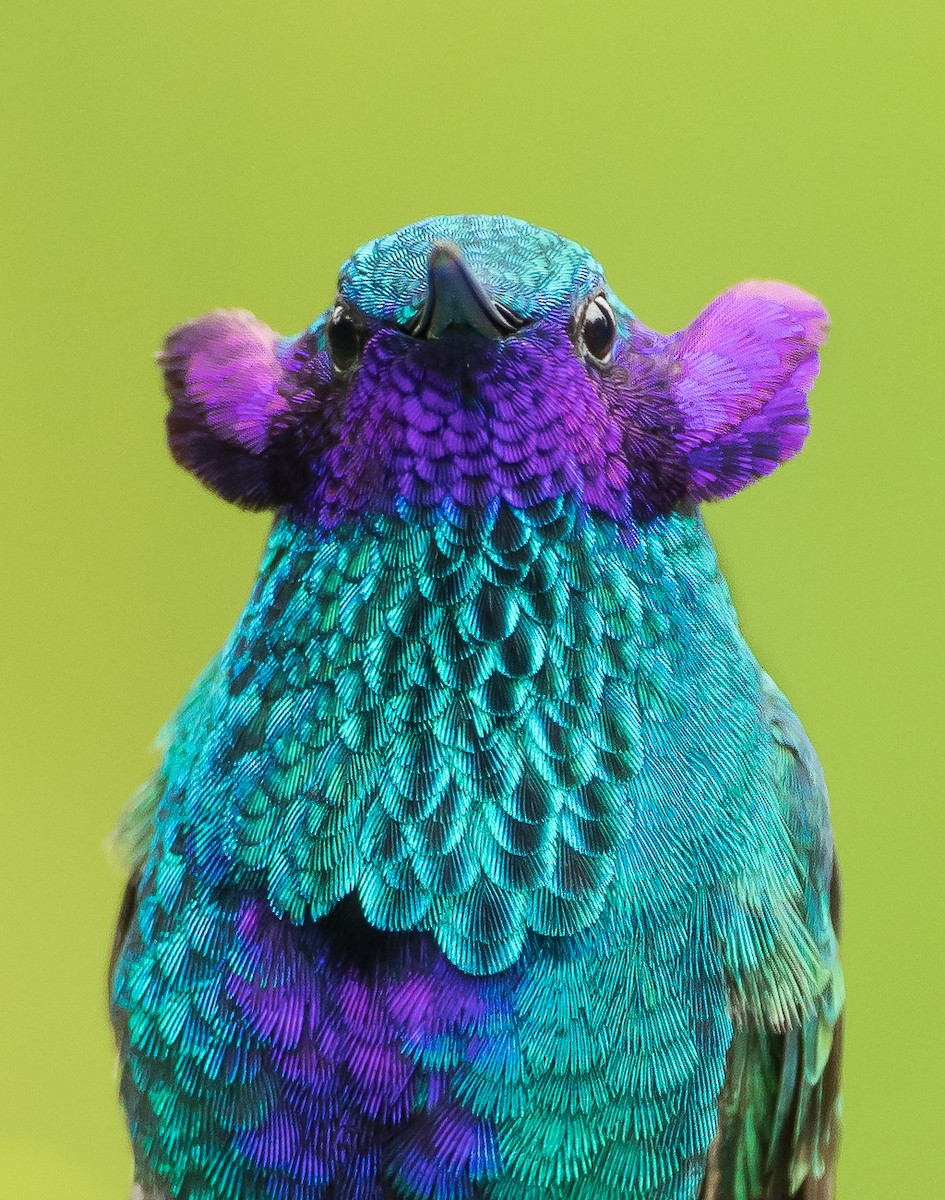 kolibřík modrolící - ML112800661