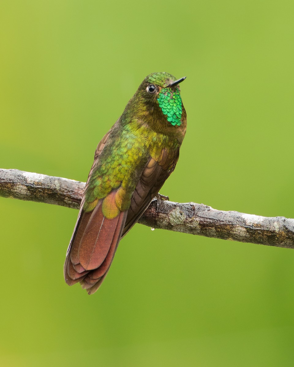 Tyrian Metaltail - ML112800751