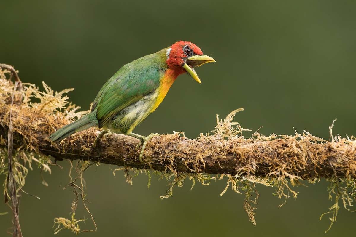 Kırmızı Başlı Barbet - ML112800911