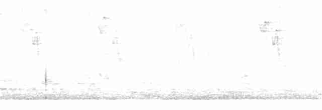 Sporophile à ventre blanc - ML112801001