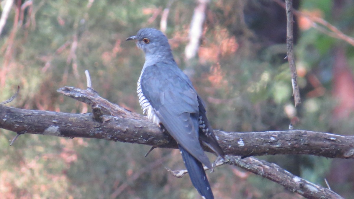 Common Cuckoo - Sandy Gallito