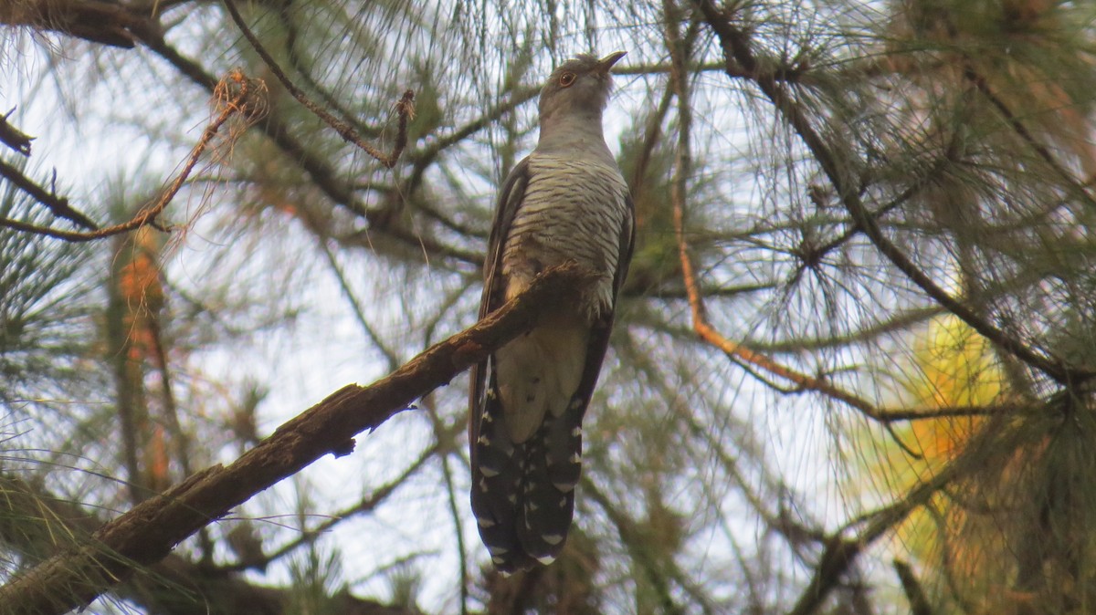 Common Cuckoo - ML112801441