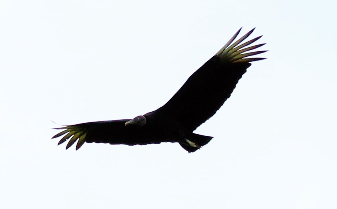 Black Vulture - Allan Clé Porto