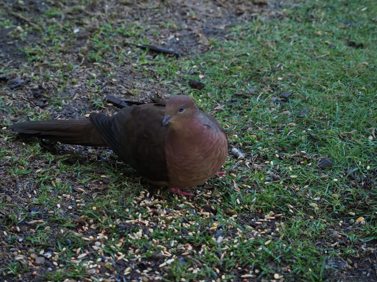 Brown Cuckoo-Dove - Angus Hartshorn