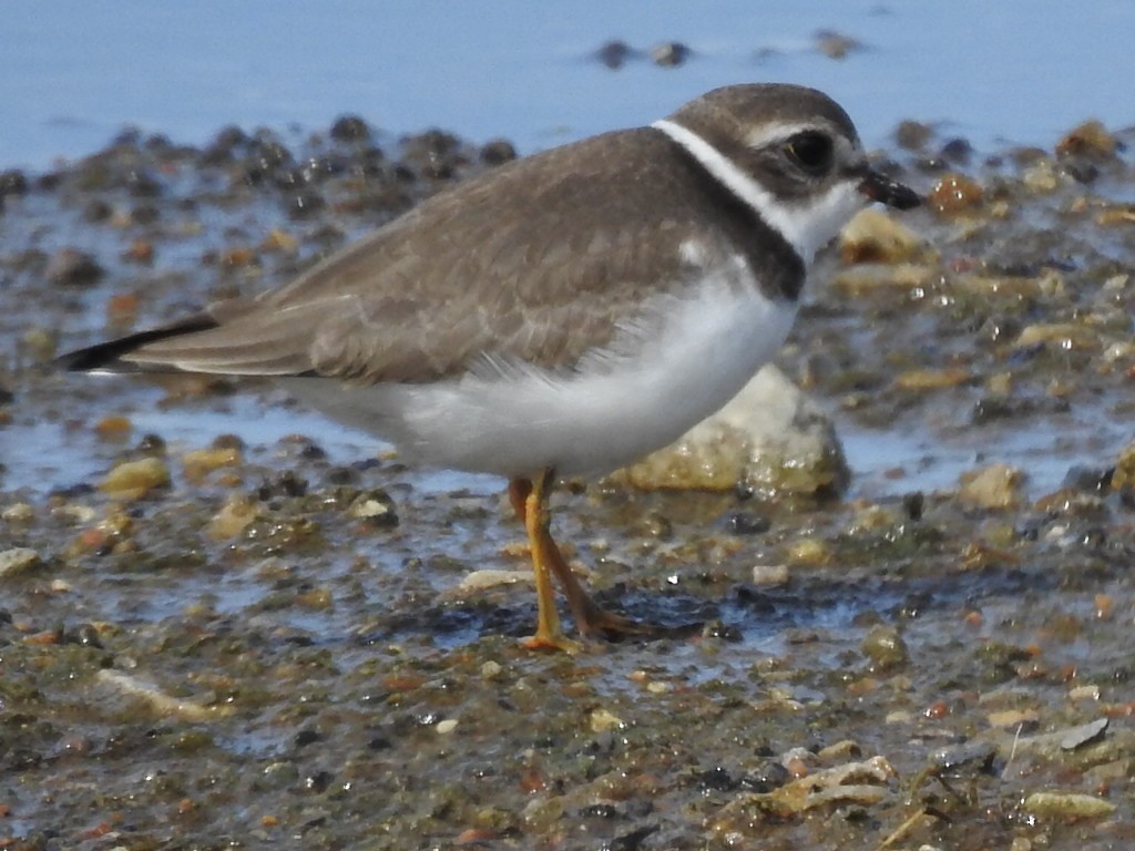 Semipalmated Plover - ML112802991
